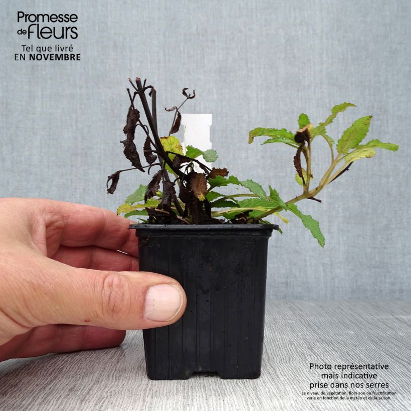 Ejemplar de Salvia nemorosa Blauhügel Maceta de 8/9 cm entregado en otoño