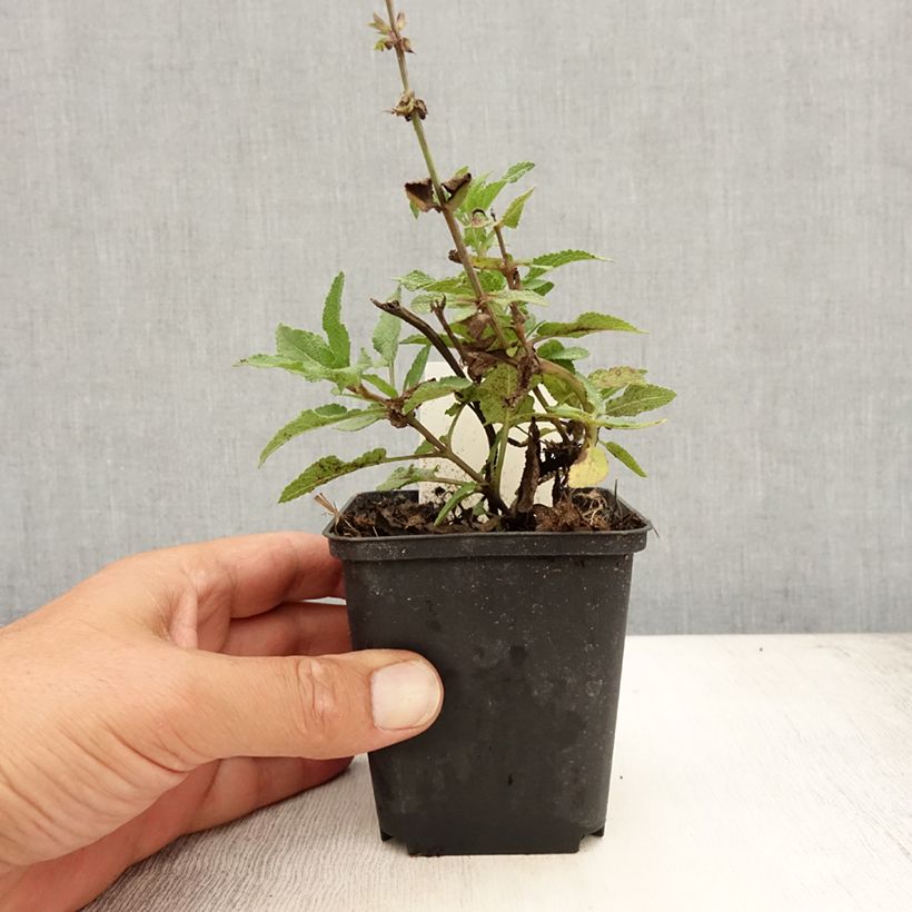 Ejemplar de Salvia nemorosa Blauhügel Godet de 8/9 cm entregado en verano