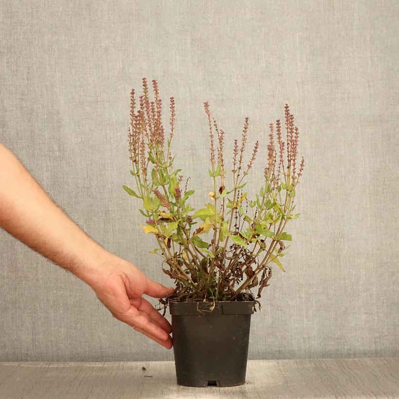 Ejemplar de Salvia nemorosa Blauhügel Pot de 2L/3L entregado en verano