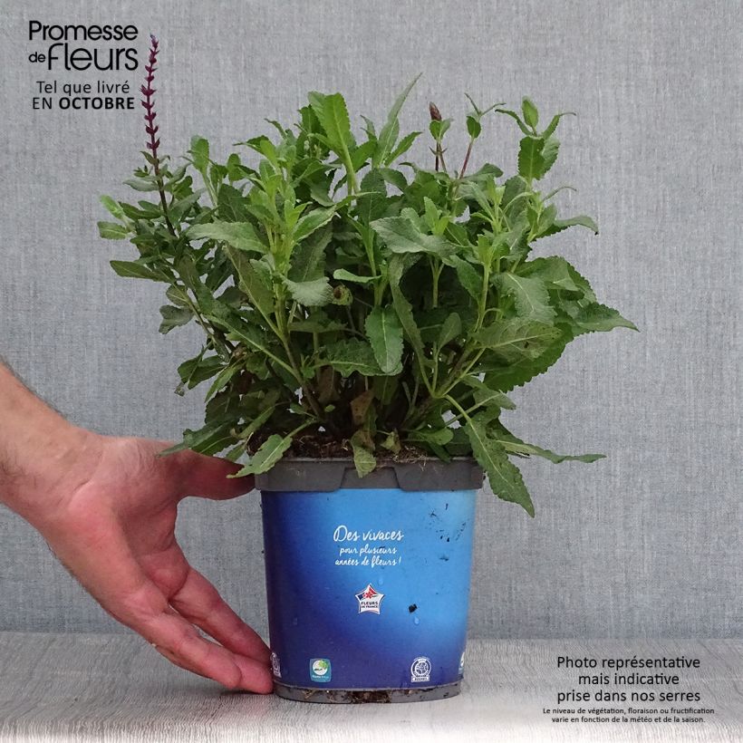 Ejemplar de Salvia nemorosa Caradonna Maceta 1,5L/2L entregado en otoño