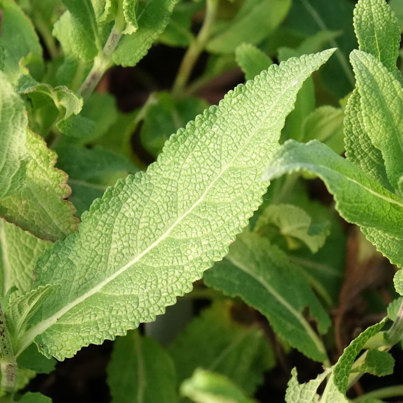 Salvia nemorosa Caradonna Pink (Follaje)