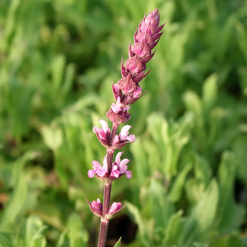 Salvia nemorosa Caradonna Pink (Floración)