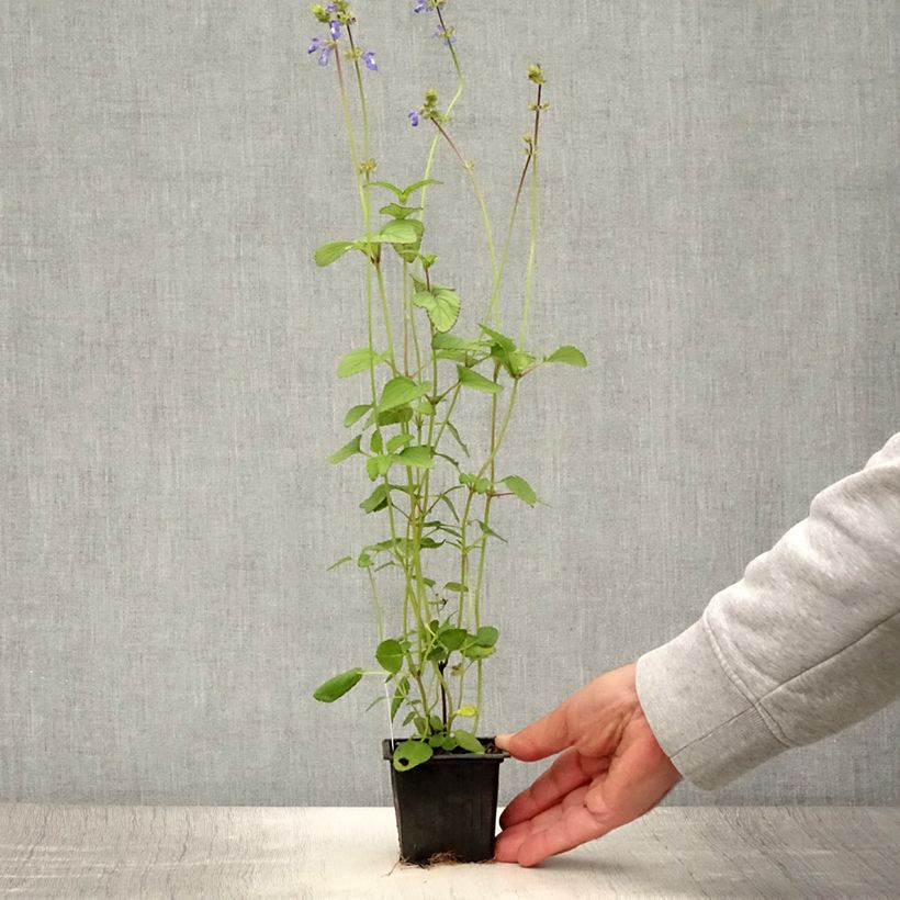 Ejemplar de Salvia setulosa - Sauge hérissée Godet de 8/9 cm entregado en verano