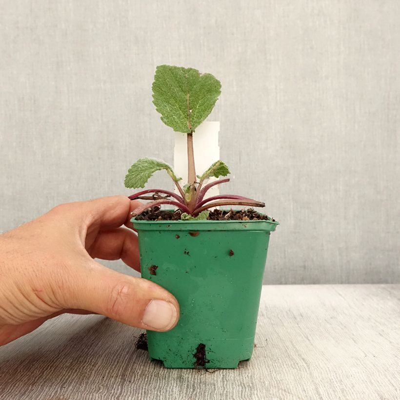 Ejemplar de Esclarea - Salvia sclarea Maceta de 8/9 cm entregado en otoño