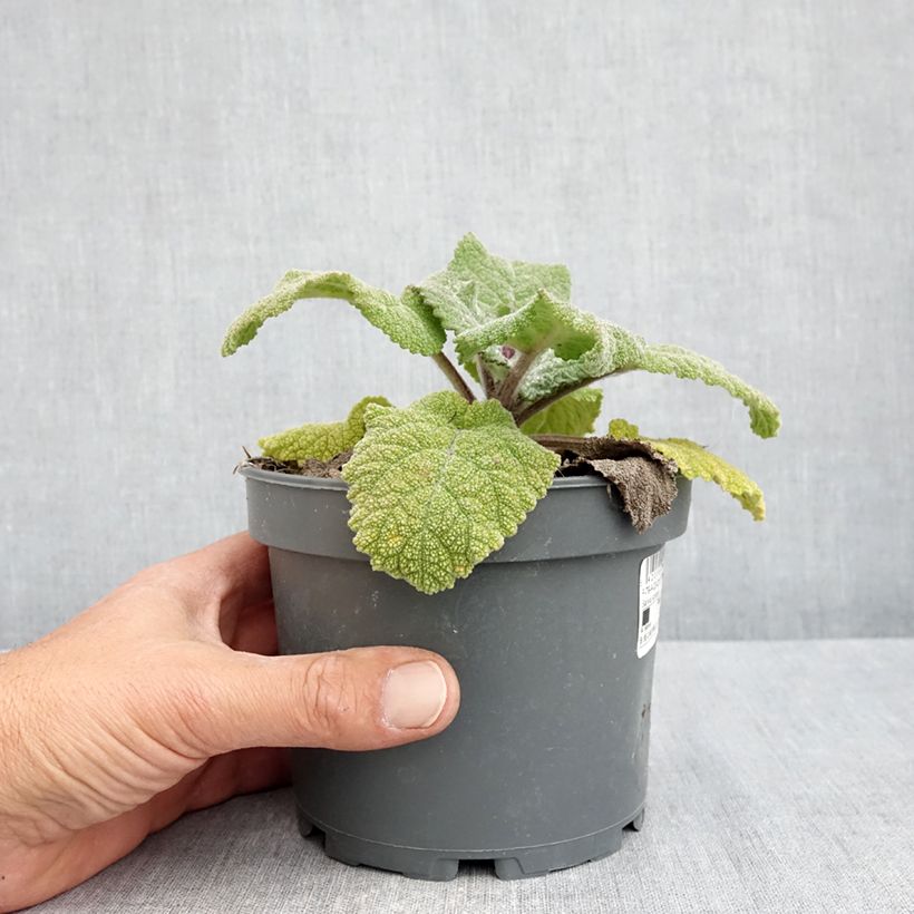 Esclarea - Salvia sclarea Maceta 1,5L/2L Ejemplar entregado en la primavera