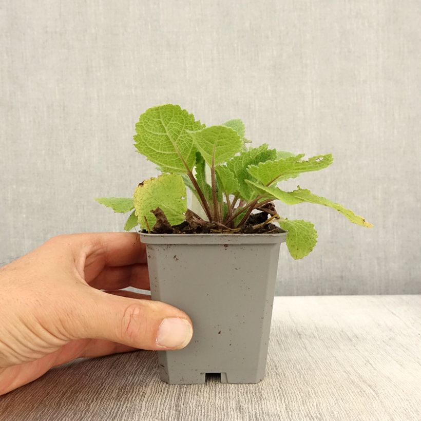 Ejemplar de Esclarea Vatican White - Salvia sclarea Maceta de 8/9 cm entregado en otoño
