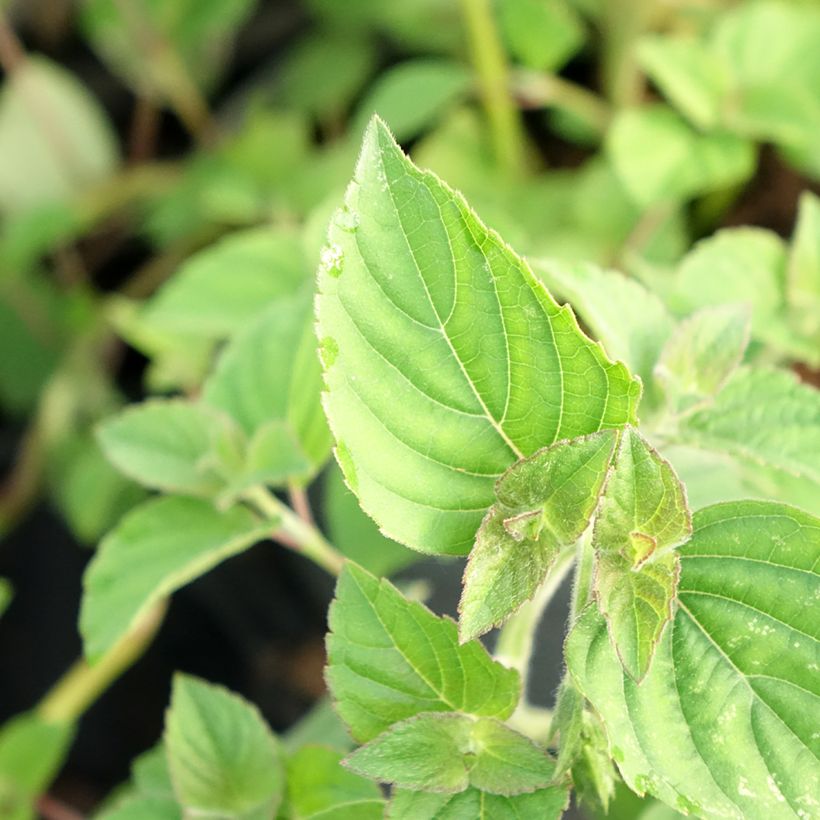 Salvia piña Tangerine (Follaje)