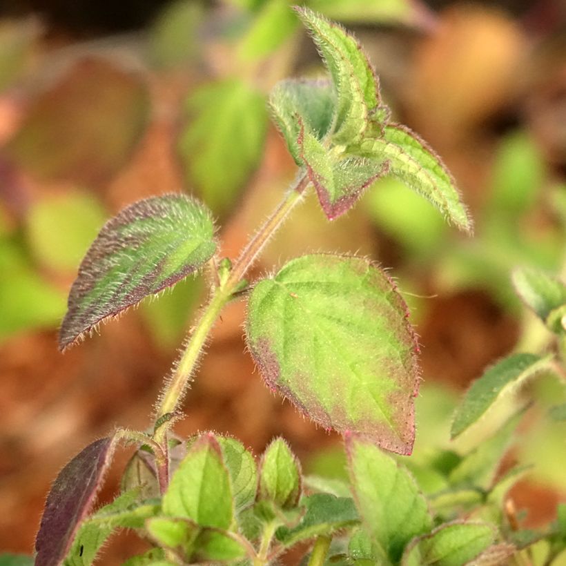 Salvia piña Tangerine (Follaje)