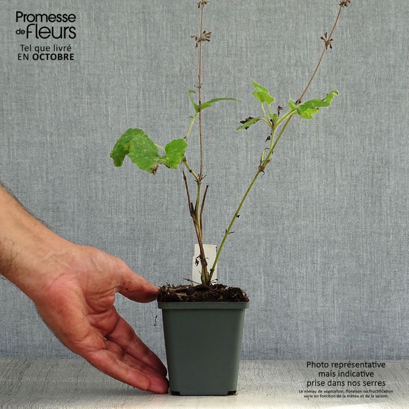 Ejemplar de Salvia verticillata Purple Rain Maceta de 8/9 cm entregado en otoño