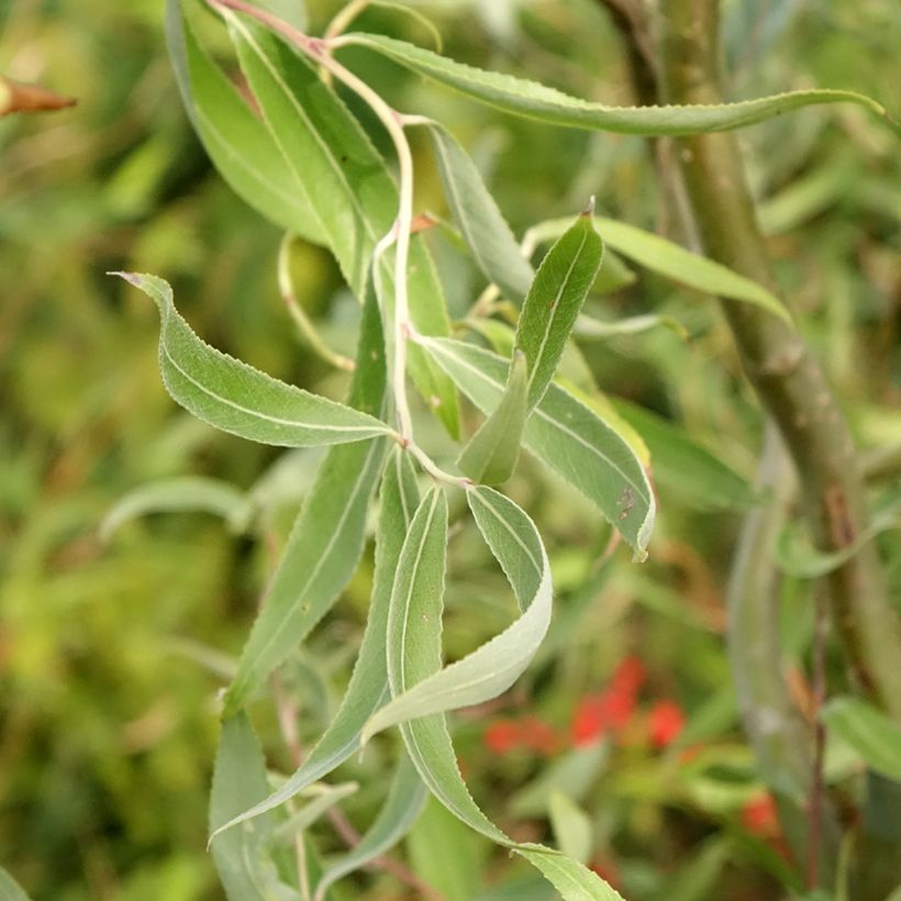Salix alba Dart's Snake - Sauce blanco (Follaje)