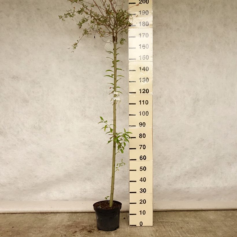 Ejemplar de Salix integra Hakuro Nishiki - Sauce japonés de hojas variegadas Maceta 7,5L/10LAltura de entrega aprox. 200/220cm entregado en verano