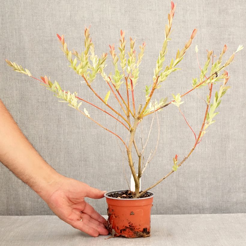 Ejemplar de Salix integra Hakuro Nishiki - Sauce japonés de hojas variegadas Maceta de 10 cm/11 cm entregado en verano