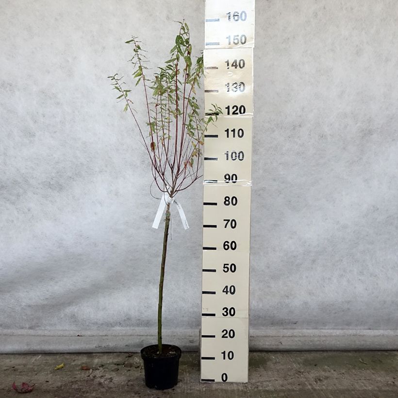Ejemplar de Salix integra Hakuro Nishiki - Sauce japonés de hojas variegadas Maceta 2L/3L entregado en otoño