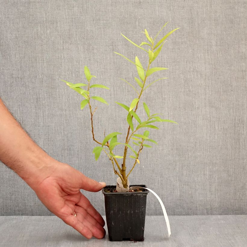 Ejemplar de Salix sachalinensis Golden Sunshine - Sauce Maceta de 8/9 cm entregado en verano