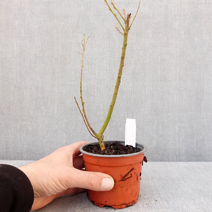 Salix sachalinensis Golden Sunshine - Sauce Maceta de 8/9 cm Ejemplar entregado en invierno