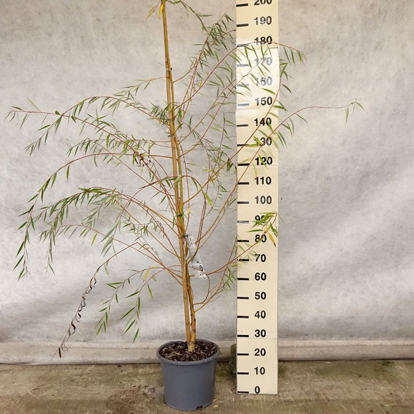 Ejemplar de Salix alba Tristis - Sauce blanco llorón Maceta 12L/15L entregado en otoño