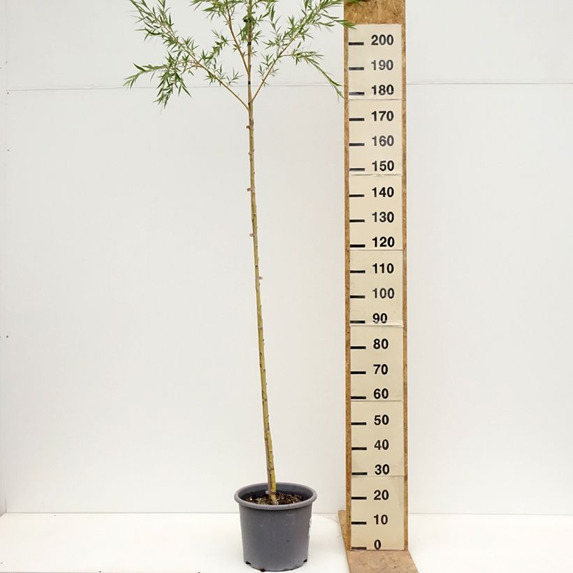 Salix alba Tristis - Sauce blanco llorón Maceta 12L/15L Ejemplar entregado en la primavera
