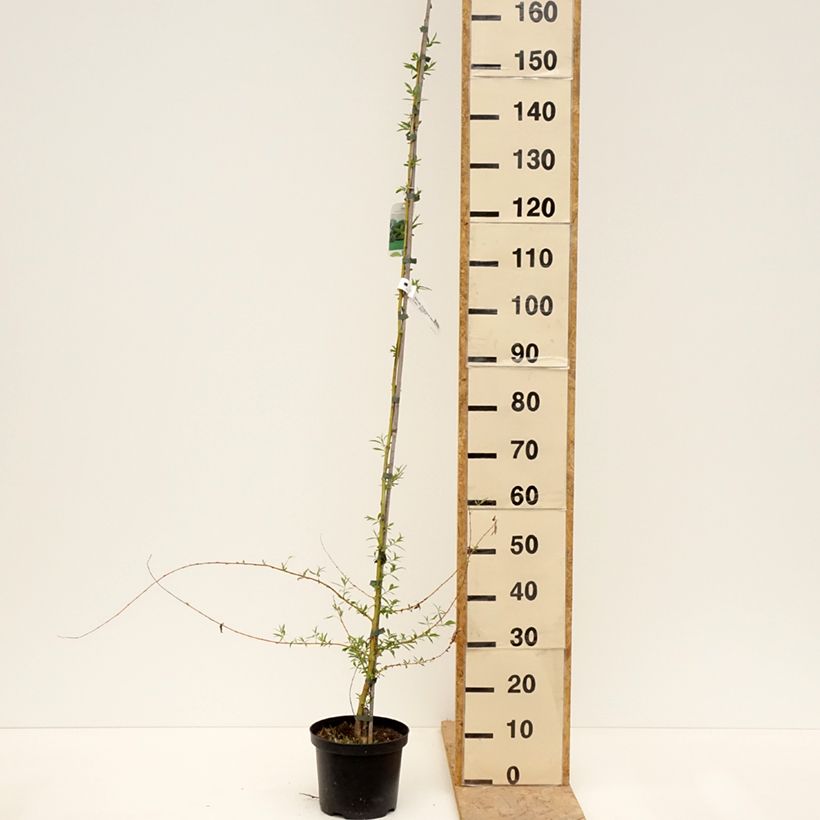 Salix alba Tristis - Sauce blanco llorón Maceta 4L/5L Ejemplar entregado en la primavera