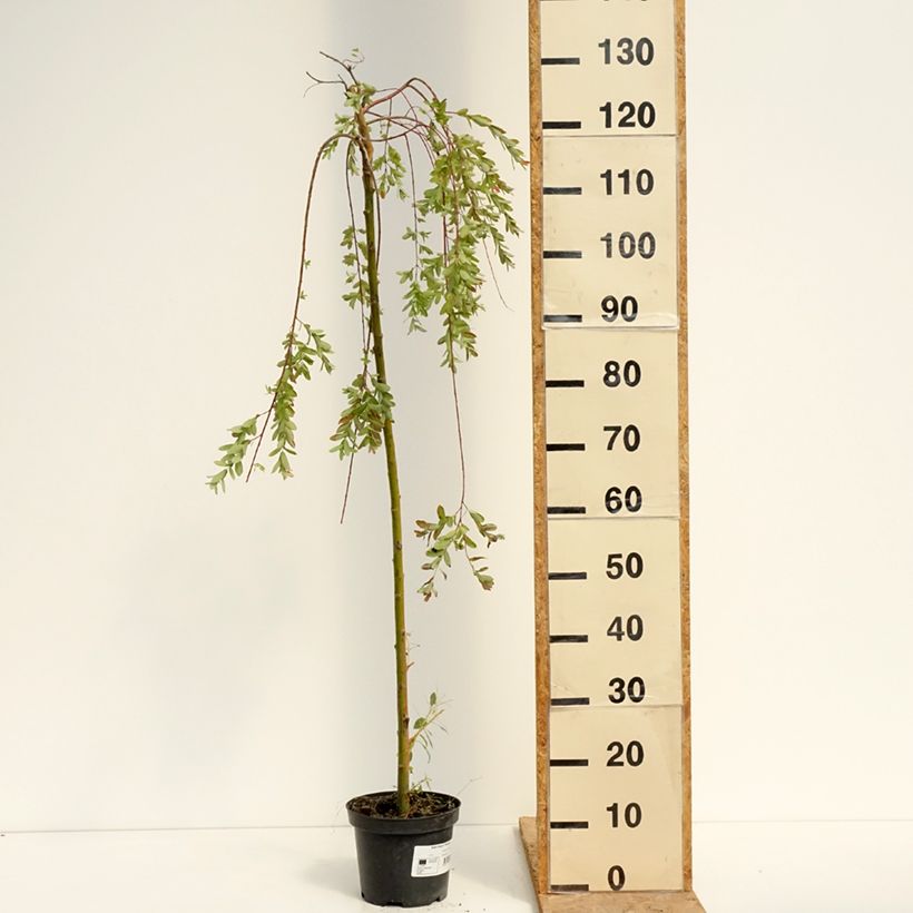 Ejemplar de Salix integra Pendula - Sauce japonés Maceta 3L/4L entregado en verano