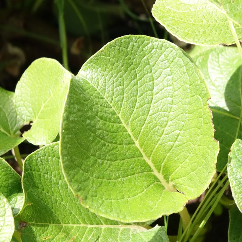 Salix kurilensis - Sauce (Follaje)