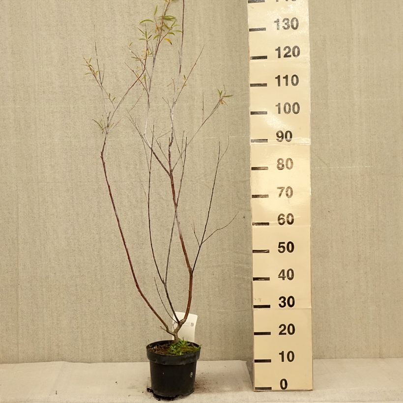 Ejemplar de Salix acutifolia Blue Streak - Sauce Maceta 3L/4L entregado en otoño