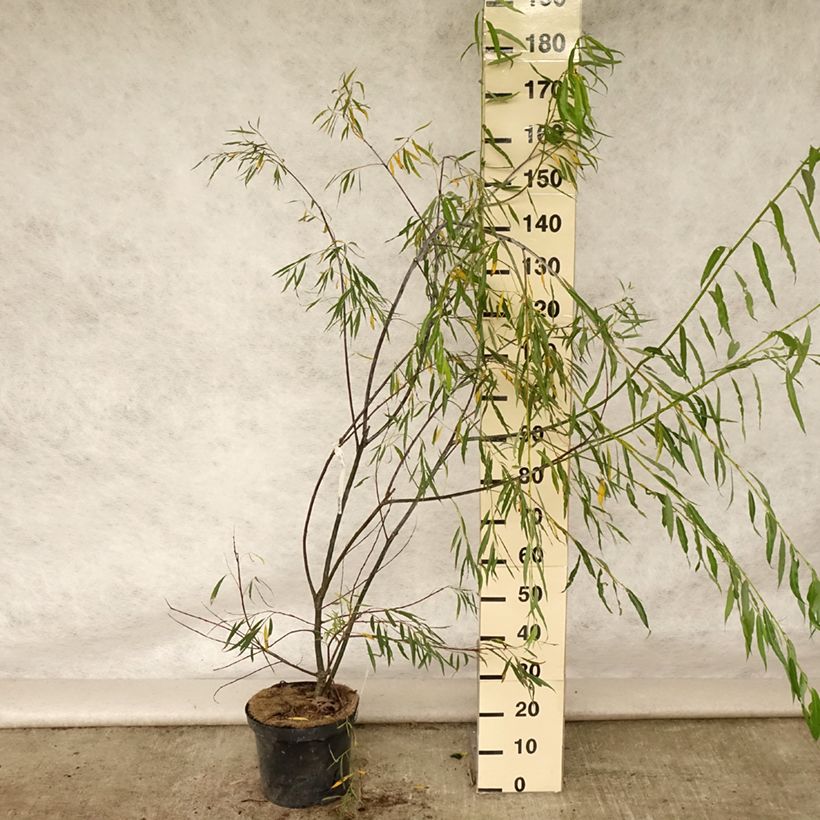 Ejemplar de Salix acutifolia Blue Streak - Sauce Maceta 7,5L/10LAltura de entrega aprox. 180/200cm entregado en verano
