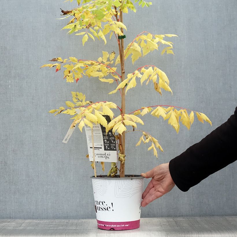 Ejemplar de Koelreuteria paniculata Coral Sun Maceta 3L/4L entregado en otoño