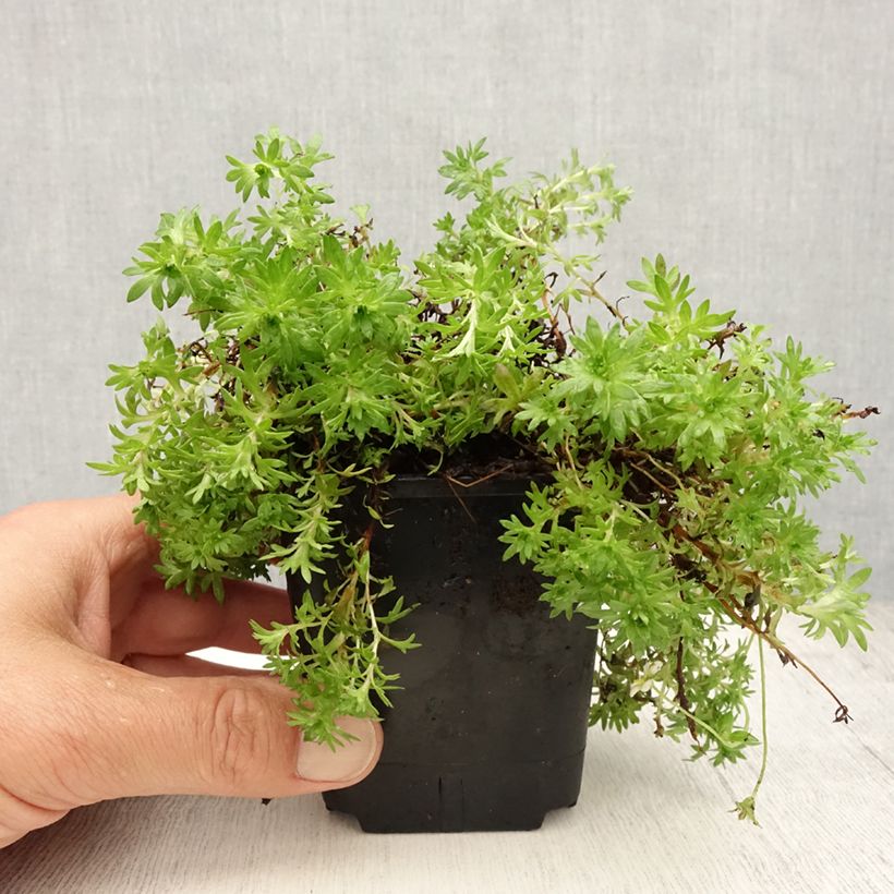 Ejemplar de Saxifraga arendsii Compactum - Saxífraga Maceta de 8/9 cm entregado en verano