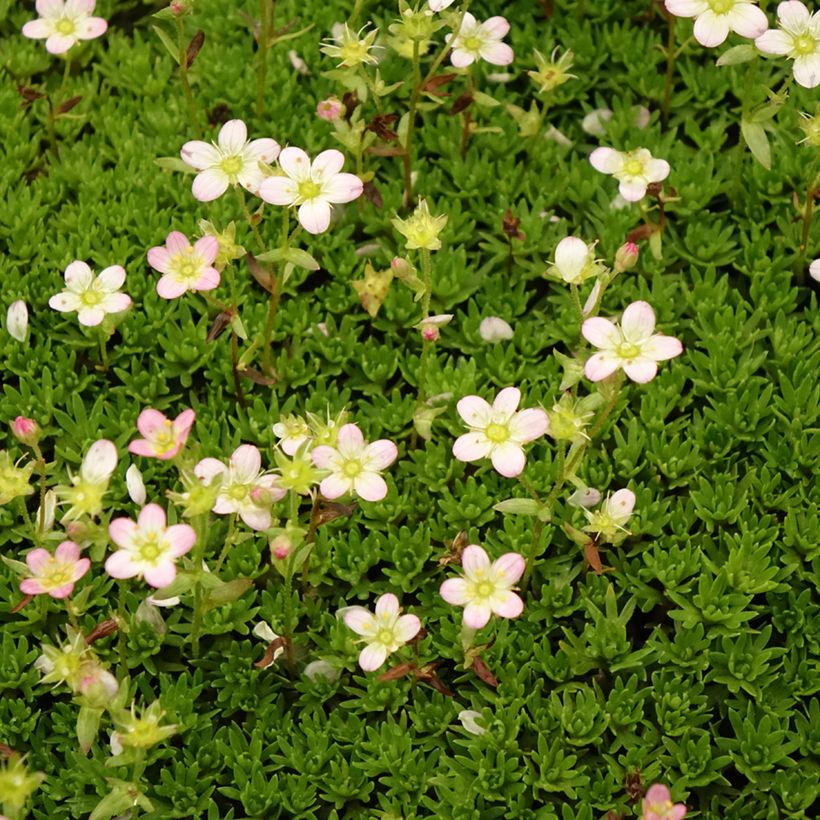 Saxifraga arendsii Compactum - Saxífraga (Floración)