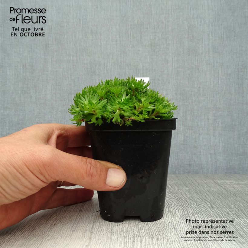 Ejemplar de Saxifraga arendsii Purpurteppich - Saxífraga Maceta de 8/9 cm entregado en otoño