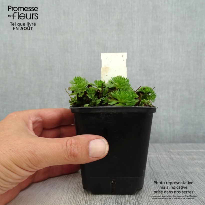 Ejemplar de Saxifraga arendsii Ware's Crimson - Saxífraga Maceta de 8/9 cm entregado en verano
