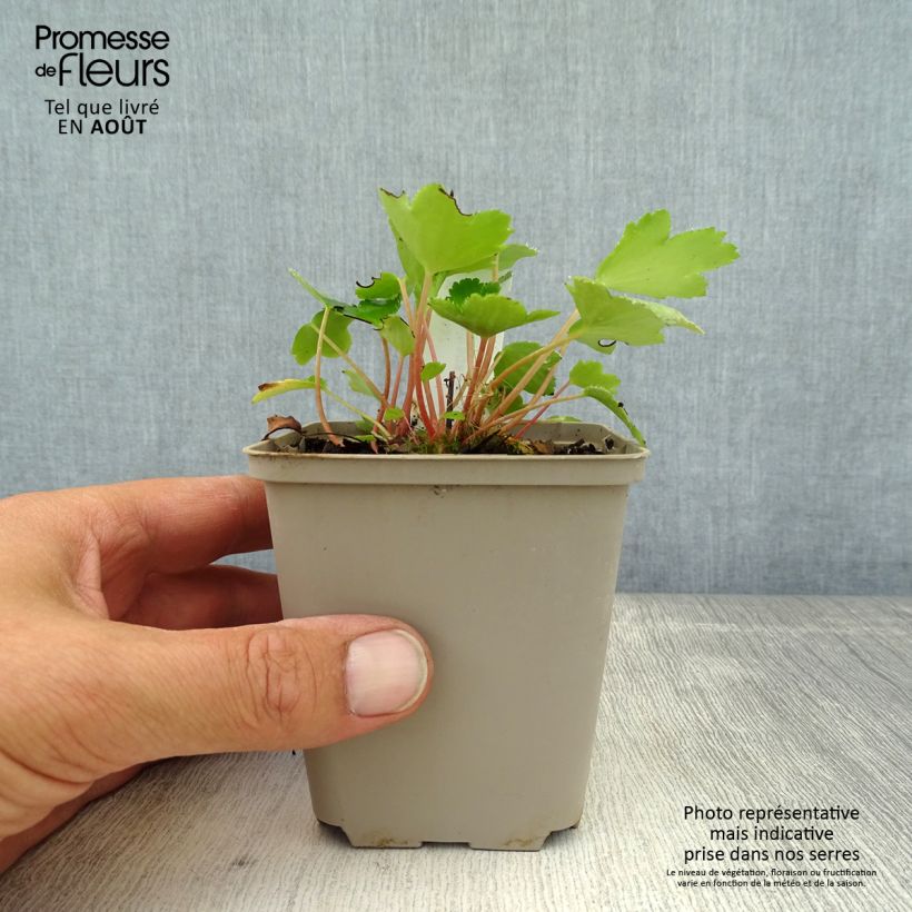 Ejemplar de Saxifraga cortusifolia Shiranami - Saxífraga Maceta de 8/9 cm entregado en verano