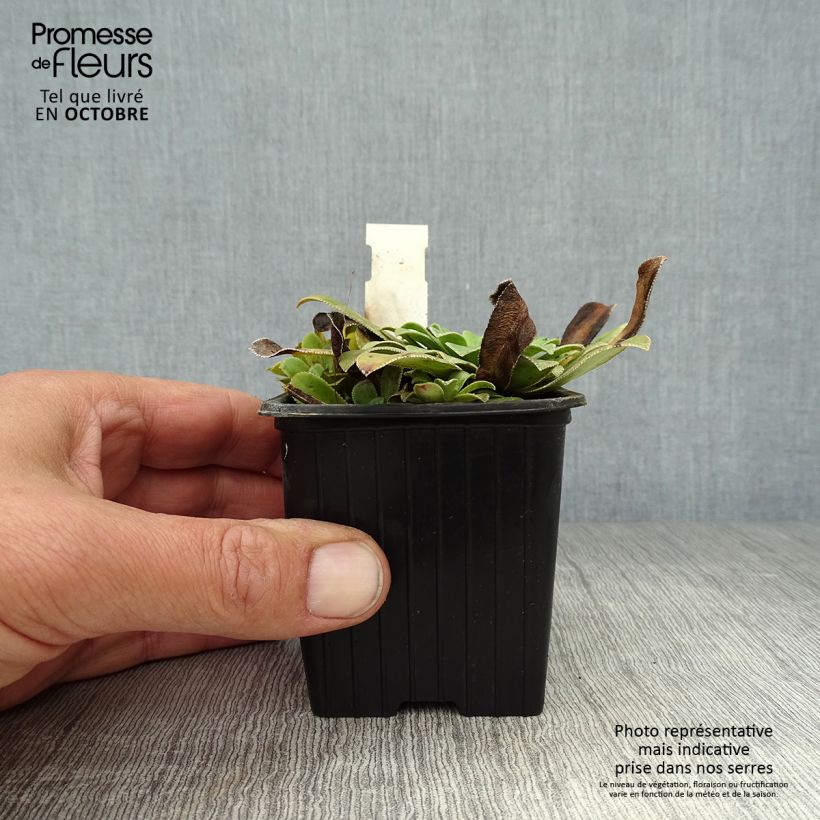 Ejemplar de Saxifraga cotyledon Southside Seedling - Saxífraga Maceta de 8/9 cm entregado en otoño
