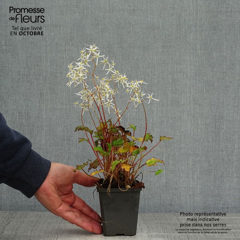 Ejemplar de Saxifraga fortunei Rubrifolia - Saxífraga Maceta de 8/9 cm entregado en otoño