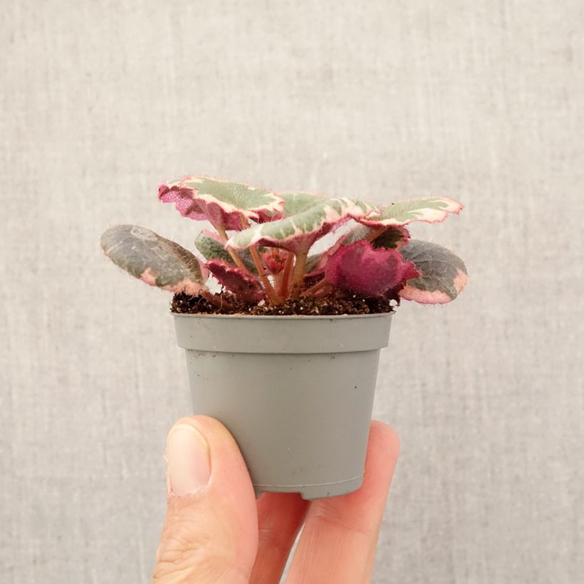 Saxifraga stolonifera Variegata Mini-plante Ejemplar entregado en la primavera