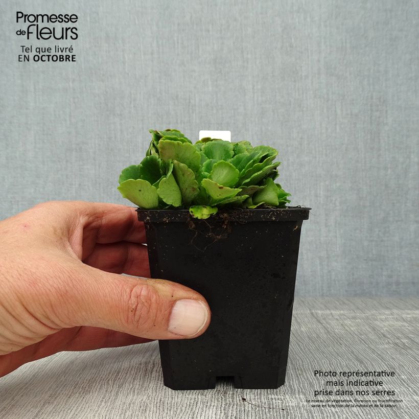 Ejemplar de Saxifraga urbium - Saxífraga Maceta de 8/9 cm entregado en otoño