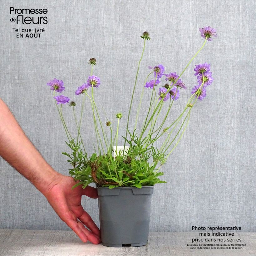 Ejemplar de Scabiosa columbaria Butterfly Blue - Escabiosa Maceta 2L/3L entregado en verano