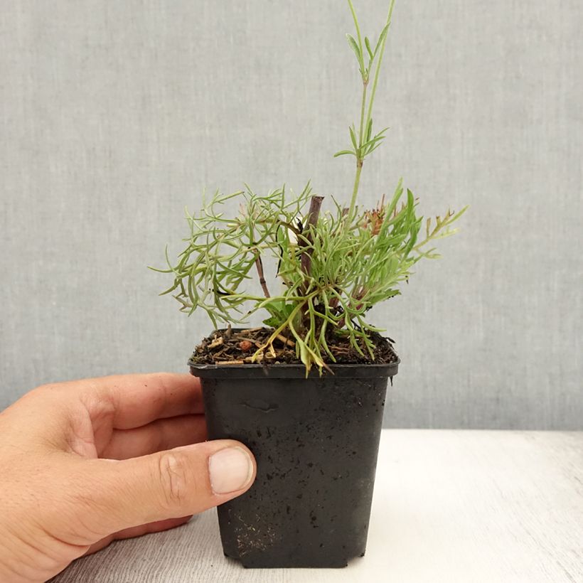 Ejemplar de Scabiosa ochroleuca - Crema de alfileteros Maceta de 8/9 cm entregado en verano