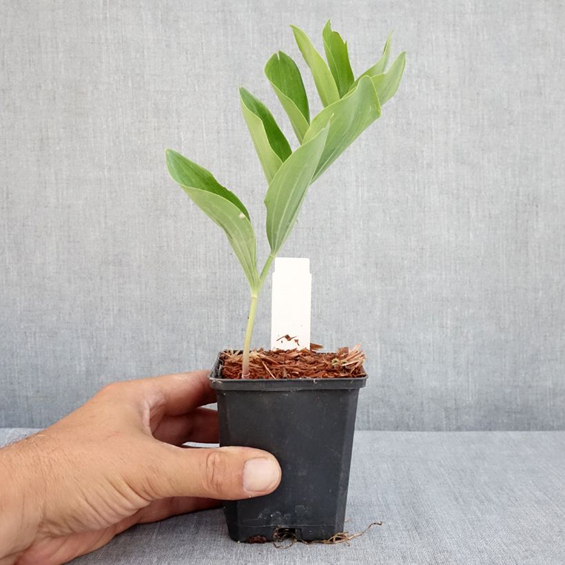 Ejemplar de Polygonatum multiflorum - Sello de Salomón Maceta de 8/9 cm entregado en verano