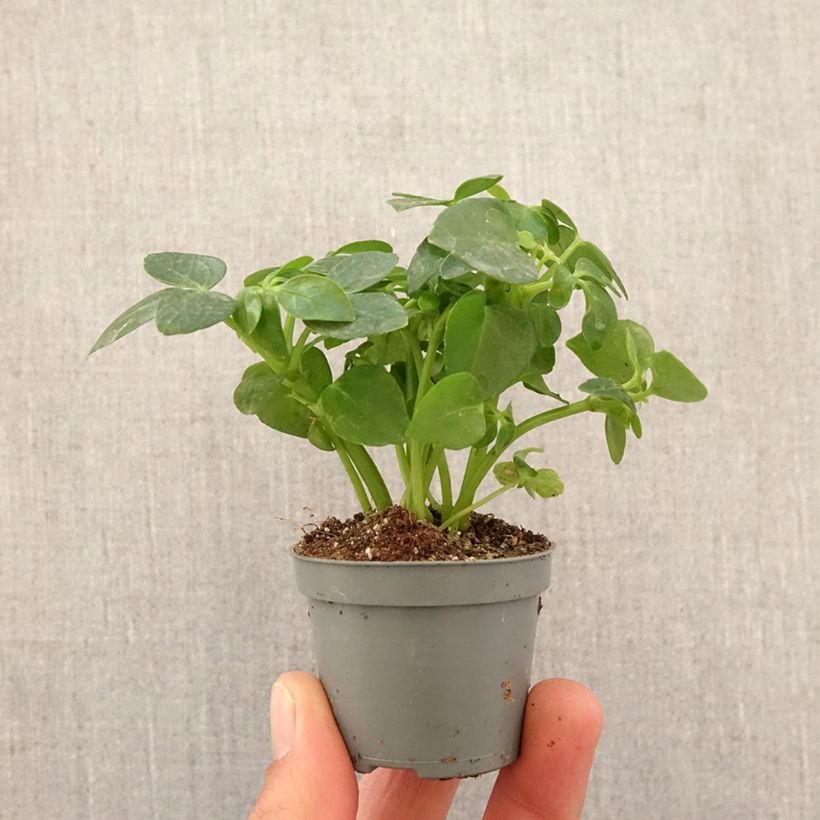 Cheflera - Schefflera arboricola Mini-plante Ejemplar entregado en la primavera