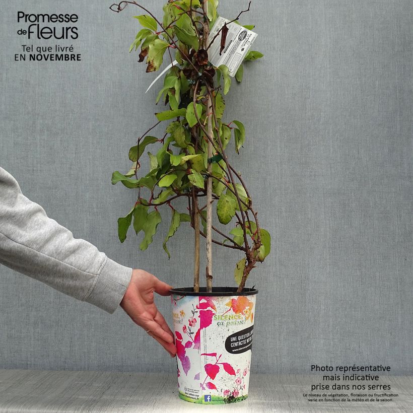 Ejemplar de Schisandra rubriflora Maceta 4L/5L entregado en otoño
