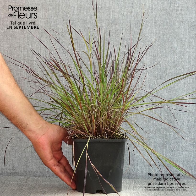 Ejemplar de Schizachyrium scoparium Colorado Maceta 2L/3L entregado en verano