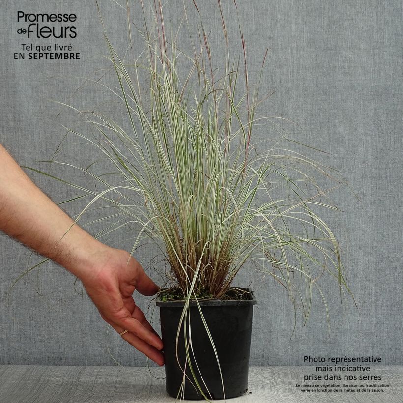 Ejemplar de Schizachyrium scoparium Chameleon Maceta 2L/3L entregado en verano