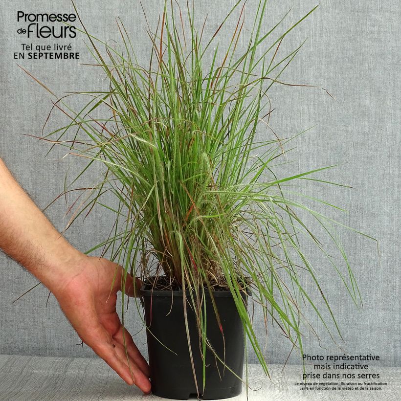 Ejemplar de Schizachyrium scoparium Ha Ha Tonka Maceta 2L/3L entregado en verano