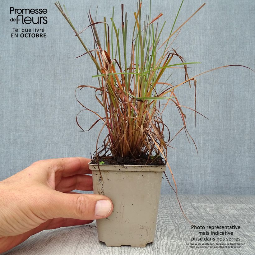 Ejemplar de Schizachyrium scoparium Prairie Blues Maceta de 8/9 cm entregado en otoño