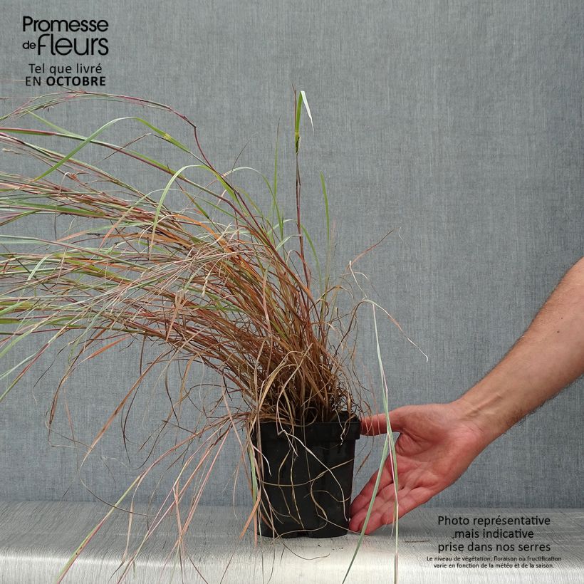Ejemplar de Schizachyrium scoparium Prairie Blues Maceta 2L/3L entregado en otoño