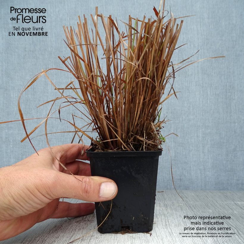 Ejemplar de Schizachyrium scoparium Standing Ovation Maceta de 8/9 cm entregado en otoño
