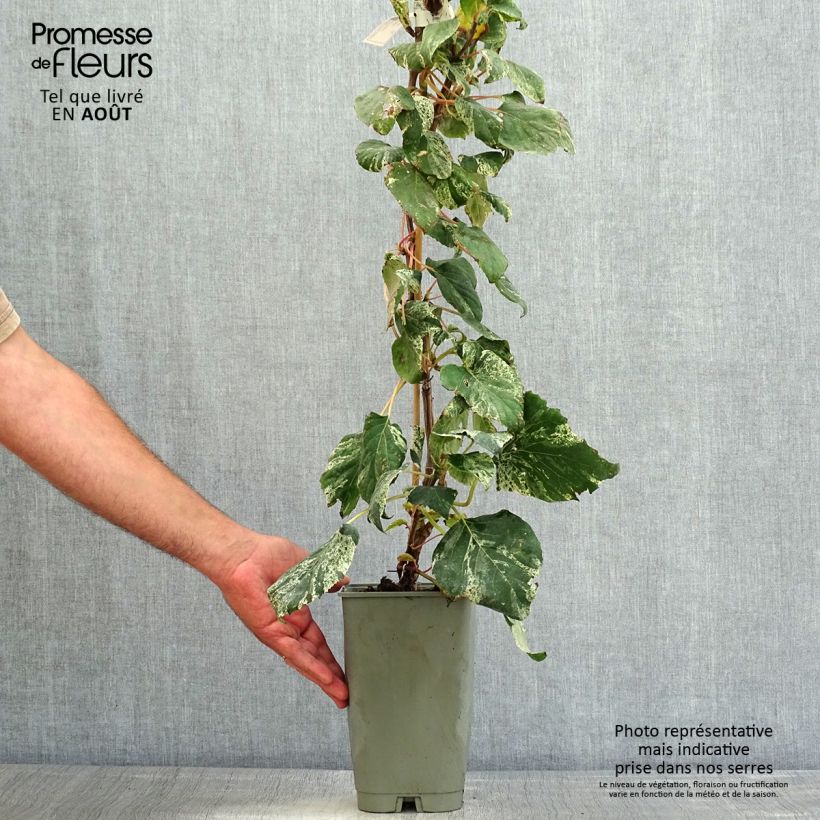 Ejemplar de Schizophragma hydrangeoides Burst of Light Maceta 2L/3L entregado en verano
