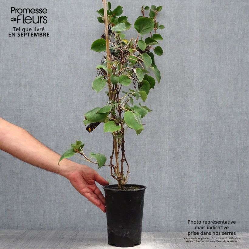 Ejemplar de Schizophragma hydrangeoides Maceta 2L/3L entregado en otoño