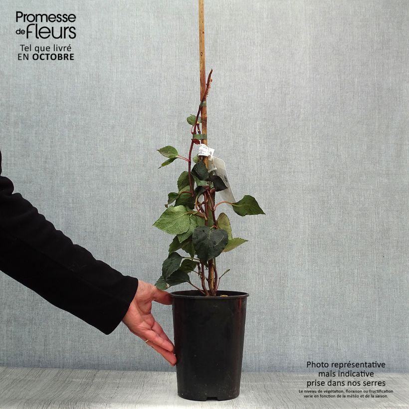 Ejemplar de Schizophragma hydrangeoides Rose Sensation Maceta 2L/3L entregado en otoño